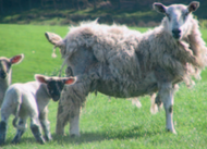 Module 5 Sheep: Ectoparasites – sheep scab, blowfly and others | 8 CPD Points