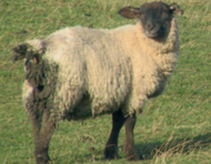 Module 4 Sheep: Endoparasites – parasitic gastroenteritis and liver fluke | 10 CPD Points