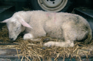 Module 6 Sheep: Case Studies – six interactive real farm scenarios | 11 CPD Points