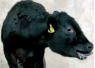 Module 1 Cattle: parasitic gastroenteritis, lungworm and coccidiosis |         10 CPD Points