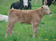 Module 3 Cattle: Case Studies – five interactive real farm scenarios | 10 CPD Points
